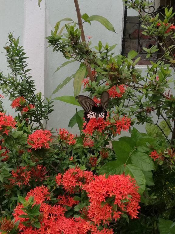 Viradesa Guesthouse Luang Prabang Eksteriør bilde